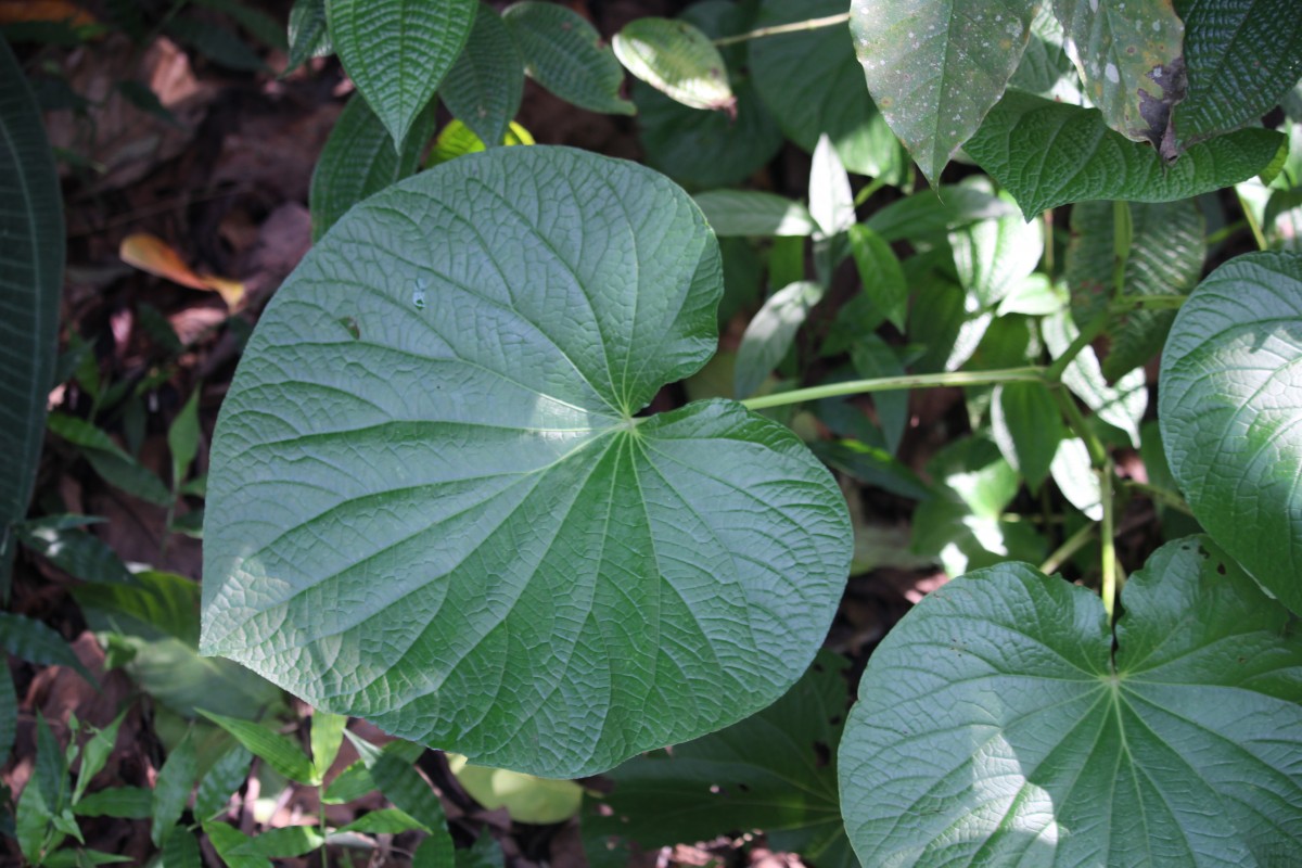 Piper umbellatum L.